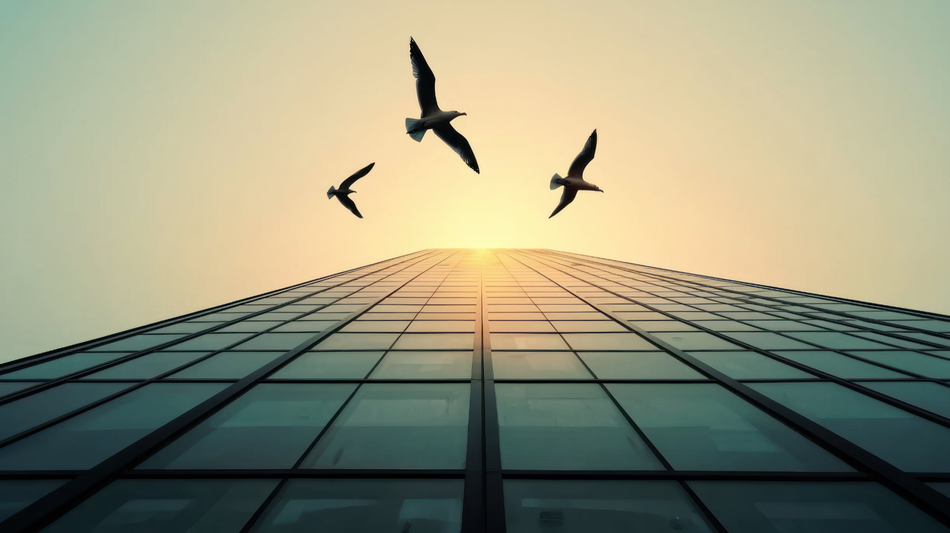 High-Level Bird Netting & Pest Control